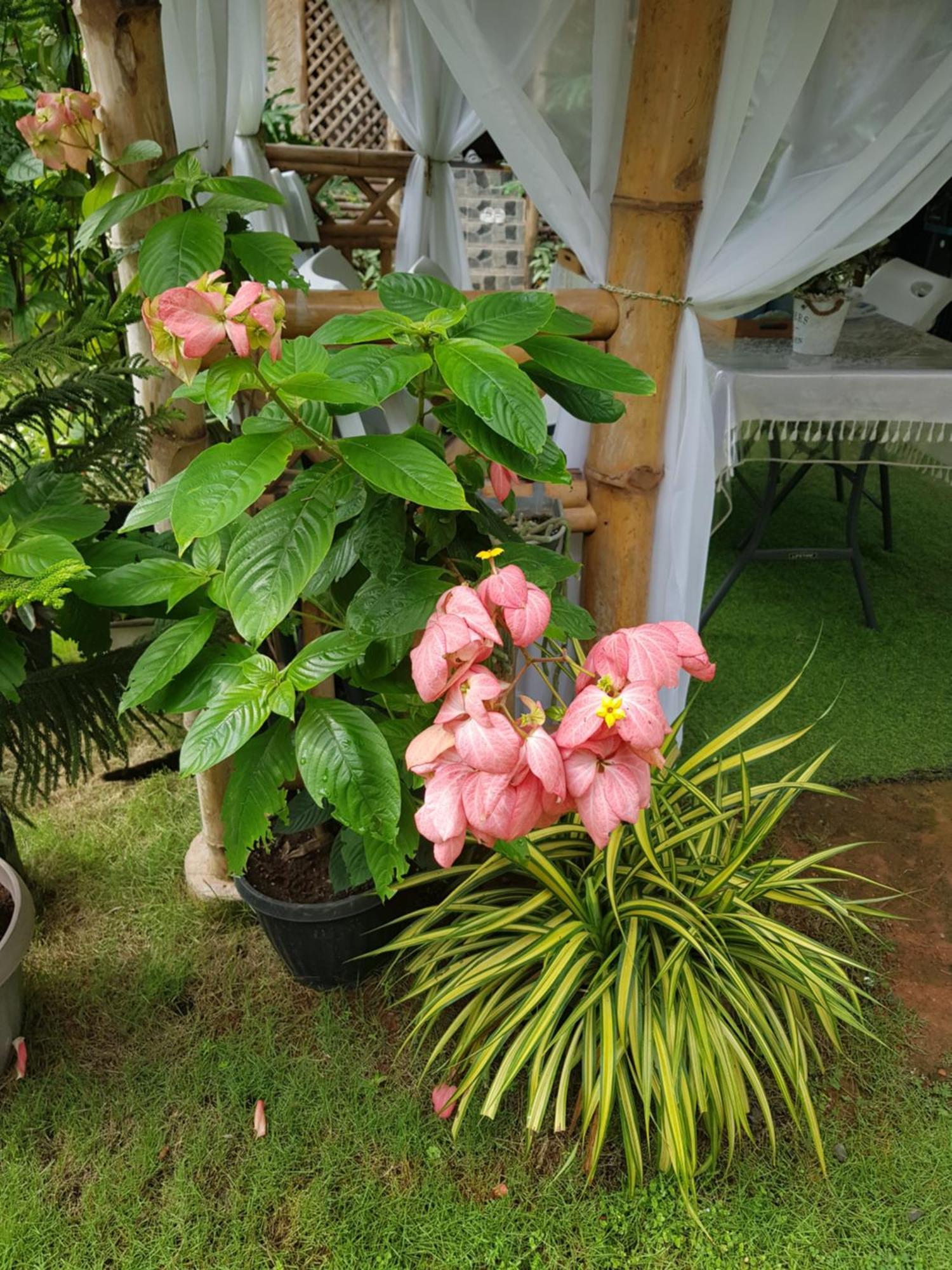 Hidden Haven Coron Apartment Exterior foto